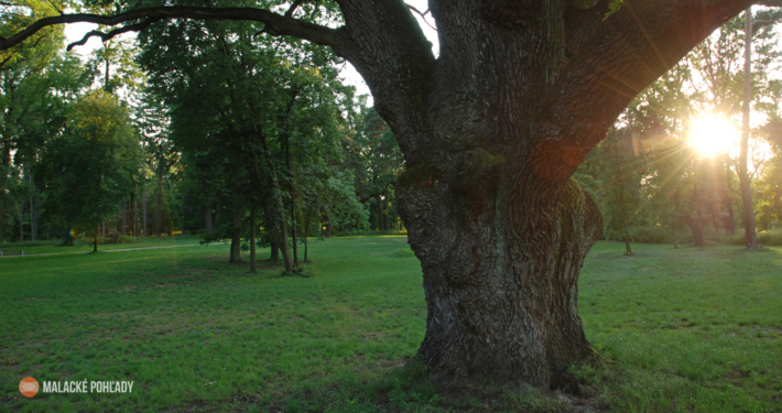 Pálffyovský dub v zámockom parku v Malackách, leto 2011